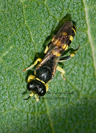 Crabro cingulatus 3008972z