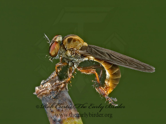 Holcocephala abdominalis  ROBBER FLY 5000940 z