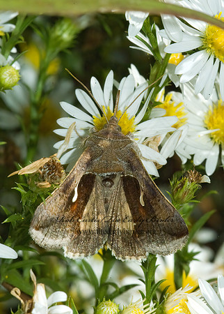 Anagrapha falcifera  CELERY LOOPER MOTH 5016113z