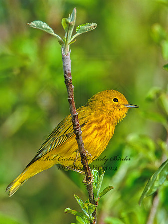 Setophaga petechia  YELLOW WARBLER 1272011z