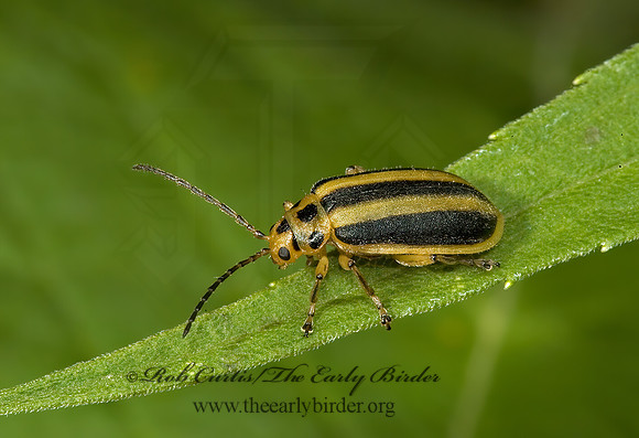Trirhabda virgata 5010719z