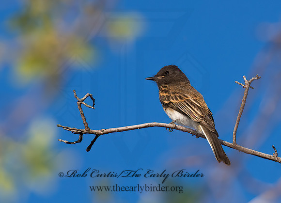 Sayornis nigricans  BLACK PHOEBE 7008748z