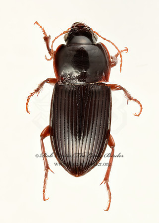 Amara (Curtonotus)  pennsylvanica 9018203z