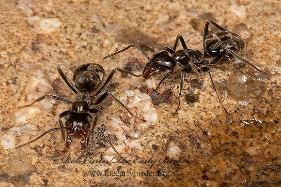 Liometopum apiculatum  VELVETY TREE ANT 3038702z