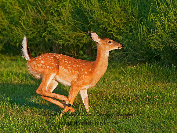 Odocoileus virginianus  WHITE-TAILED DEER  8023275z