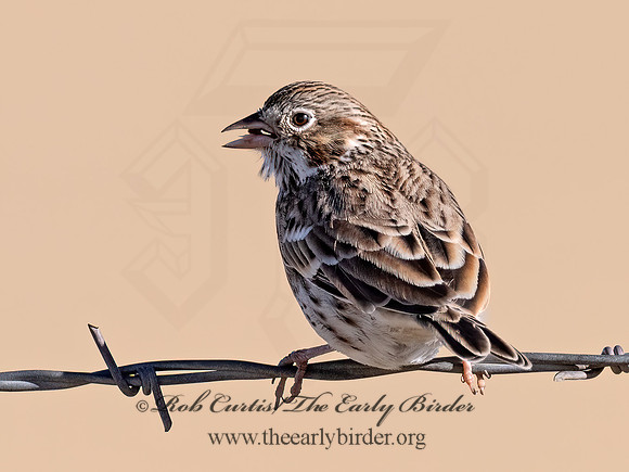 Pooecetes gramineus  VESPER SPARROW 3025589z