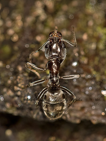 Liometopum luctuosum  ODOROUS ANT  9058423z