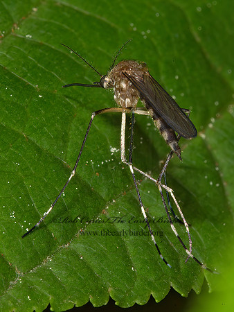 Ochlerotatus canadensis  MOSQUITO 9031690z