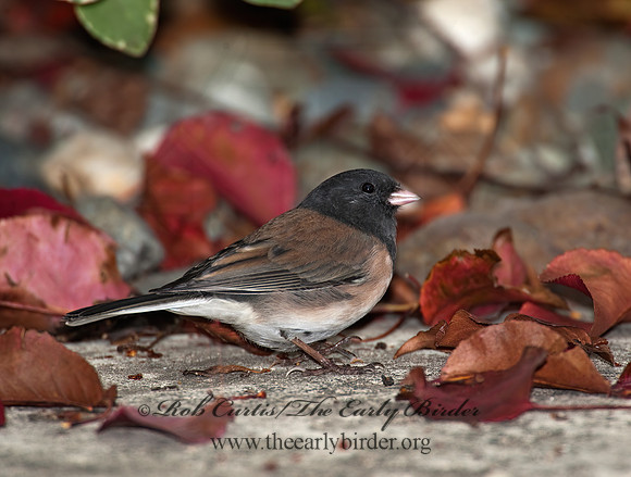 Junco hyemalis   DARK-EYED JUNCO 8020732z
