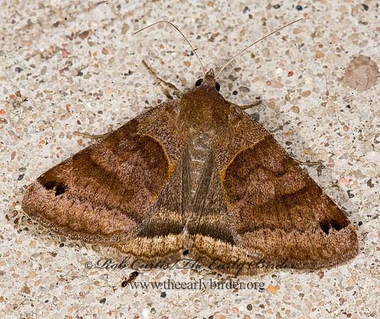 Caenurgina erechtea FORAGE LOOPER 8008681z