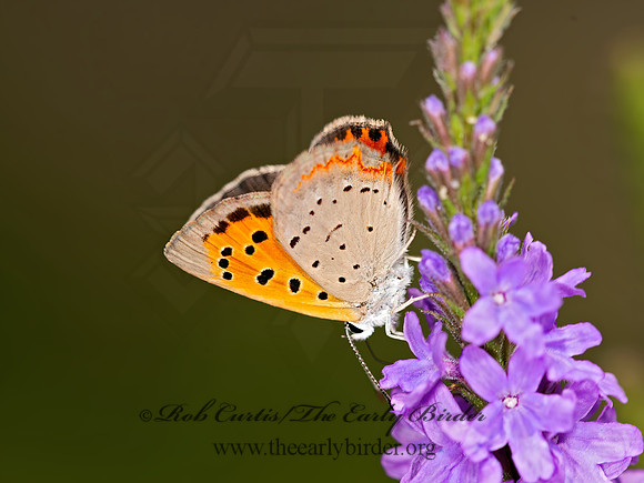 Lycaena phlaeas  AMERICAN COPPER 9047210z