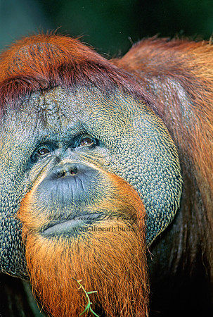 Pongo pygmaeus  ORANGUTAN 126318z