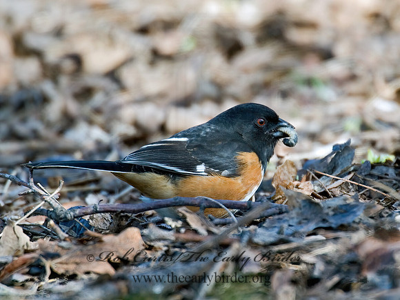 Pipilo erythrophthalmus  EASTERN TOWHEE 6003051z