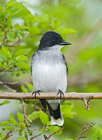 Tyrannus tyrannus EASTERN KINGBIRD 7014838z