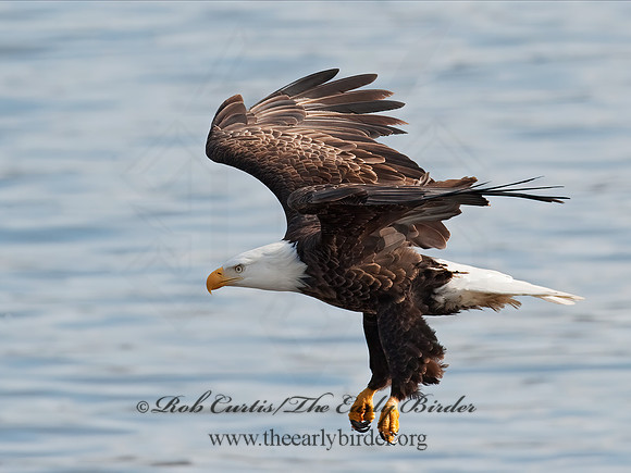 Haliaeetus leucocephalus  BALD EAGLE 8021064z