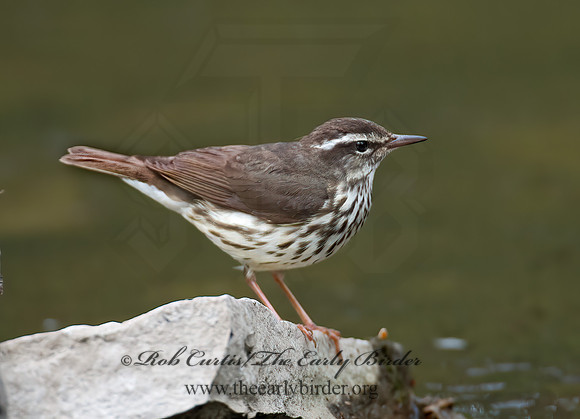 Parkesia motacilla  LOUISIANA WATERTHRUSH 9010883z