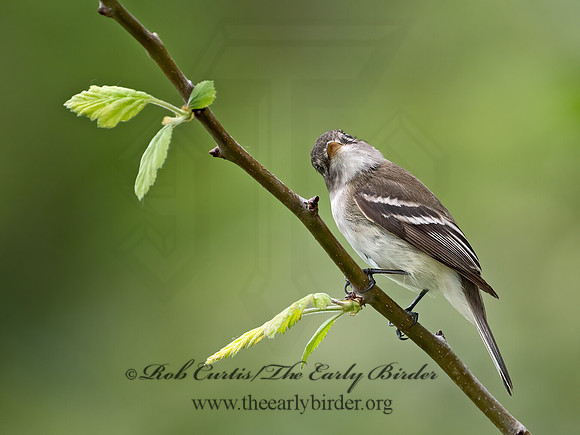 Empidonax minimus  LEAST FLYCATCHER 1302954z
