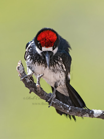 Melanerpes formicivorus  ACORN WOODPECKER 3036795z,"1"
