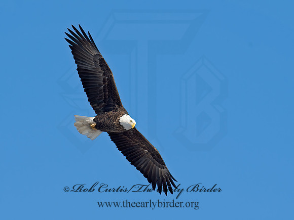 Haliaeetus leucocephalus  BALD EAGLE 9019106z