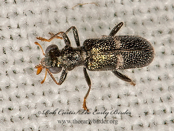 Phyllobaenus unifasciatus  CHECKERED BEETLE 9066771z