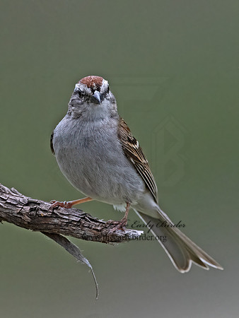 Spizella passerina  CHIPPING SPARROW 3035115z