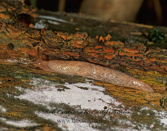 Deroceras reticulatum  MILKY SLUG 1110133z