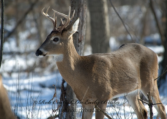 Odocoileus virginianus  WHITE-TAILED DEER 5017694z