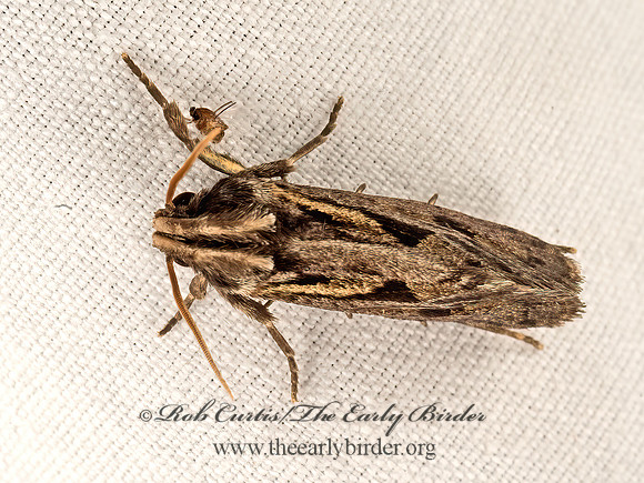 Acrolophus popeanella  CLEMEN'S GRASS TUBEWORM MOTH 9048395z