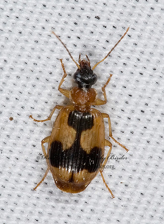 Lebia analis 7008695 z