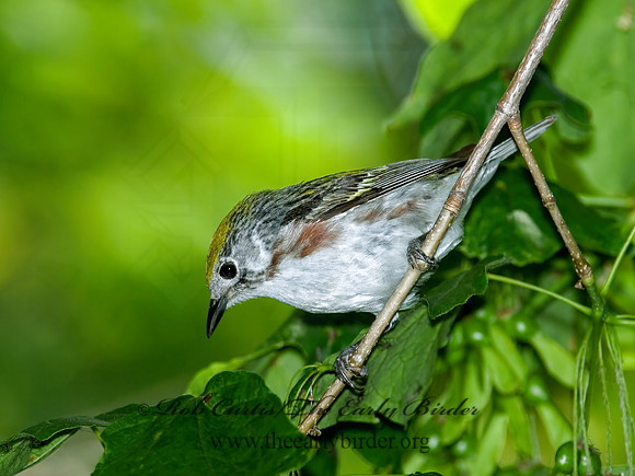 Setophaga pennsylvanica  CHESTNUT-SIDED WARBLER 6006610z