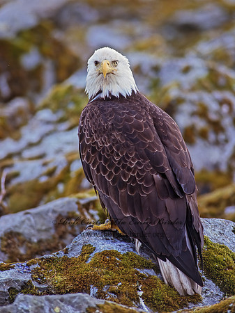 Haliaeetus leucocephalus  BALD EAGLE 227129z