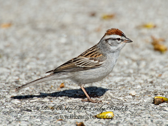 Spizella passerina  CHIPPING SPARROW 9021274z