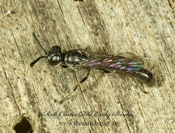 Trypoxylon (Trypoxylon)  SQUARE-HEADED WASP 4002551z