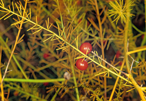 Asparagus officinalis  ASPARAGUS 245325z