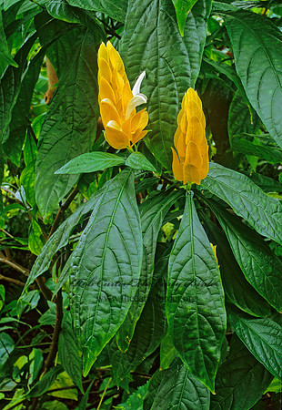 Pachystachys lutea  GOLDEN CANDLE 287712z