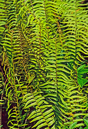 Nephrolepis exalta  SWORD FERN 260601z