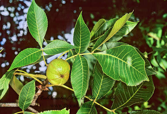Carya cordiformis  BITTERNUT HICKORY 294306z