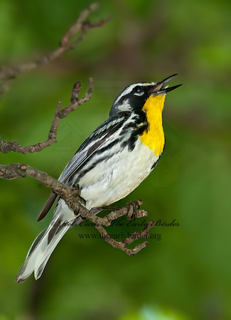 Setophaga dominica  YELLOW-THROATED WARBLER 8022629z