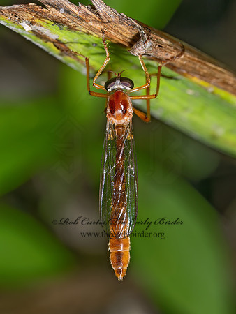 Tipulogaster glabrata ORANGE ROBBER FLY 9089926z