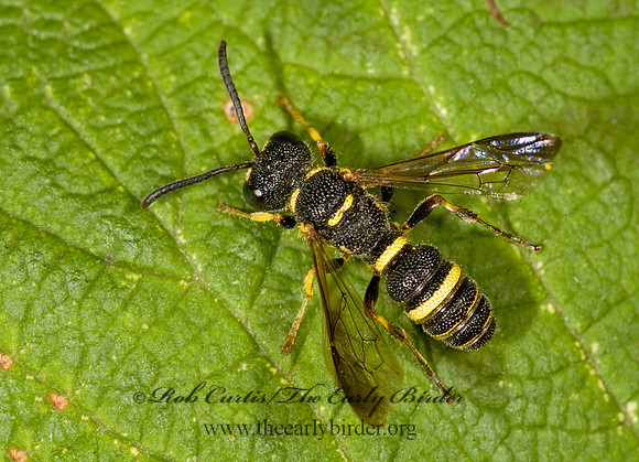 Cerceris insolita  WEEVIL WASP 8016935z