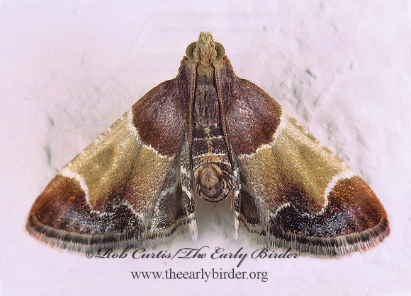Pyralis farinalis MEAL MOTH 206522z