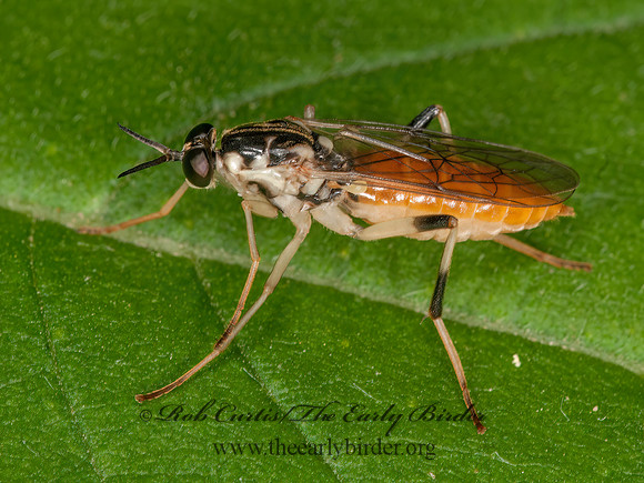 Xylomya tenthredinoides  XYLOMYID FLY 3015395z