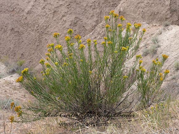 Gutierrezia sarothrae  SNAKEWEED 3023549-z
