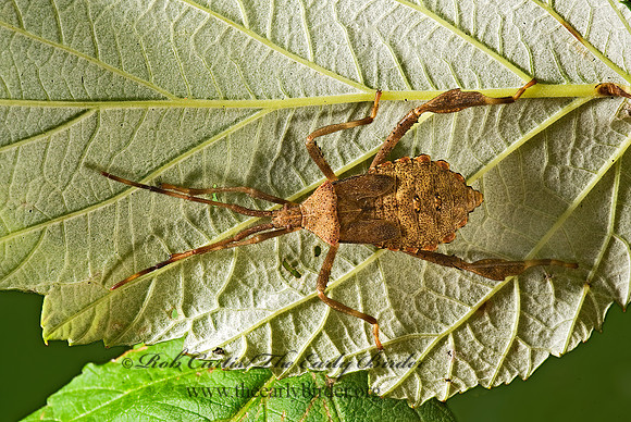 Acanthocephala terminalis 8007329z