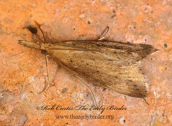 Donacaula CRAMBID SNOUT MOTH 200623z