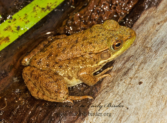 Lithobates clamitans melanota  NORTHERN GREEN FROG 208905 z