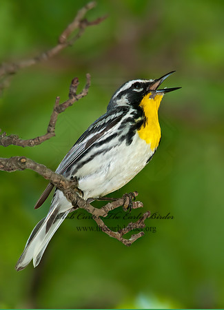 Setophaga dominica  YELLOW-THROATED WARBLER 8022628z