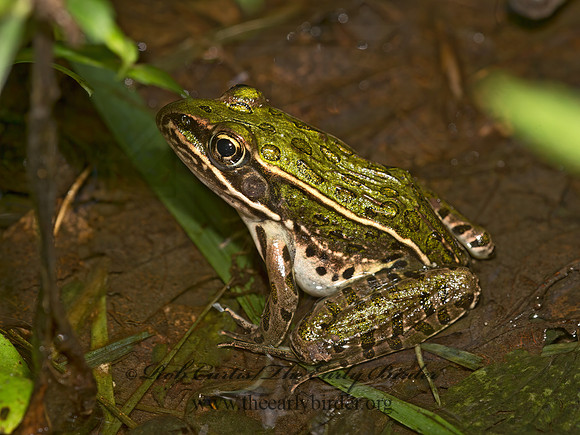 Lithobates pipiens  NORTHERN LEOPARD FROG 9023877 z
