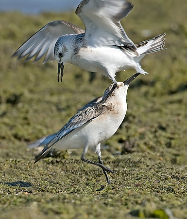 Calidris alba  SANDERLING 7012384z