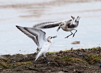 Calidris alba SANDERLING 8026634z